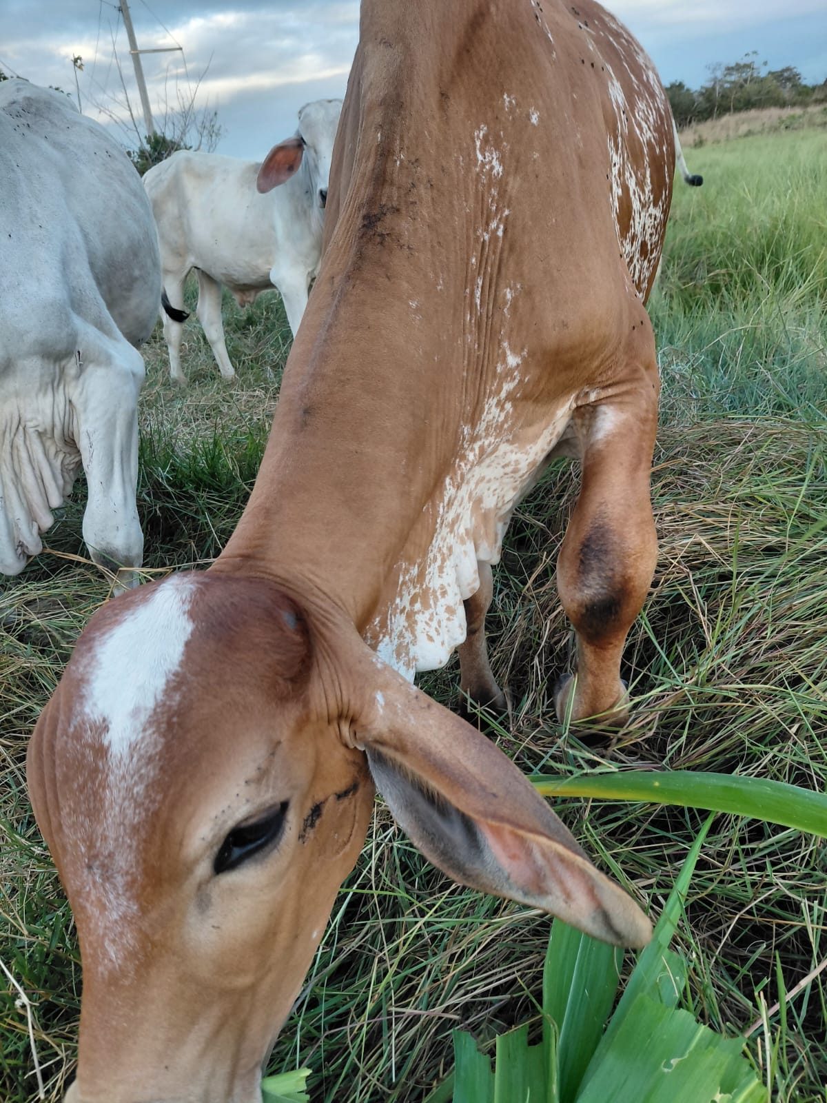 Vaca